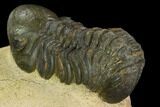 Bargain, Reedops Trilobite - Foum Zguid, Morocco #120074-3